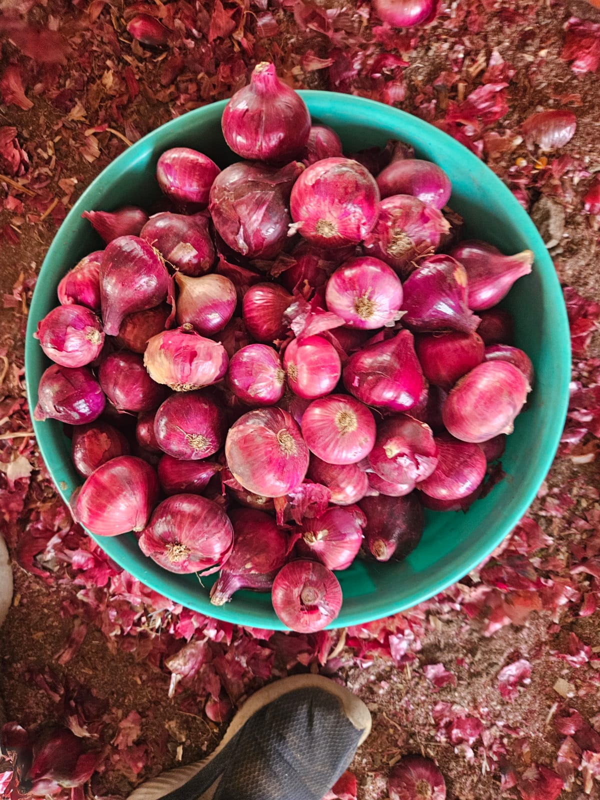 Fresh Onions in Basket