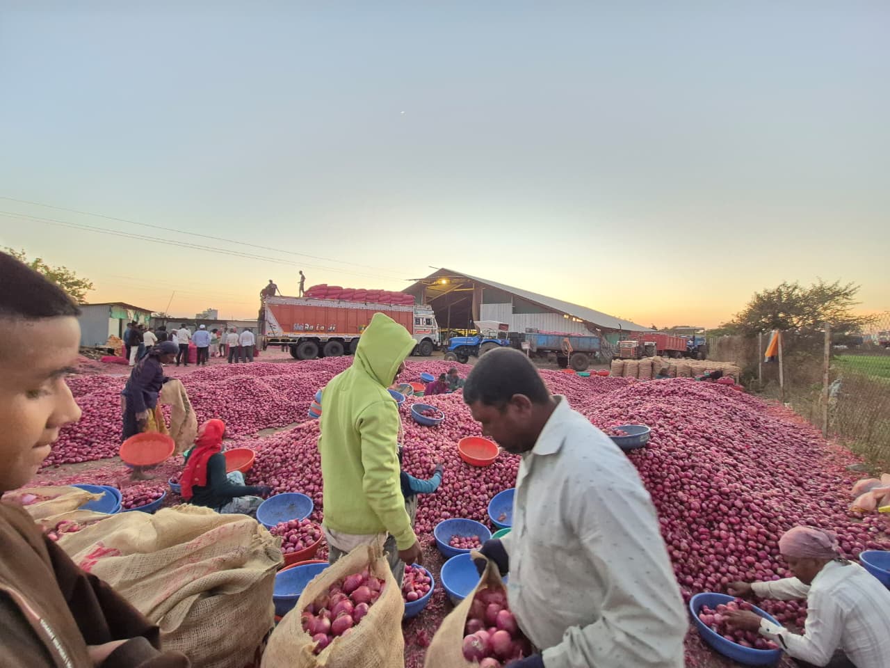 Workers Sorting Onions
